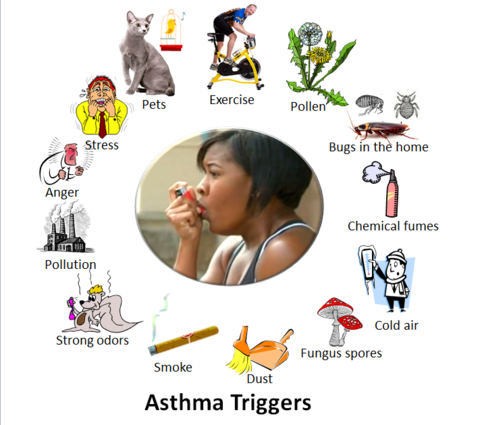 Dit zijn enkele van de dingen die iemands astma kunnen verergeren en een astma-aanval kunnen uitlokken.  