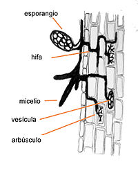 Schéma mykorhizy s termíny ve španělštině. Jedná se o endomykorhizu: arbuskule nebo vezikuly jsou uvnitř buněčné stěny rostliny a jsou připojeny k buněčné membráně.