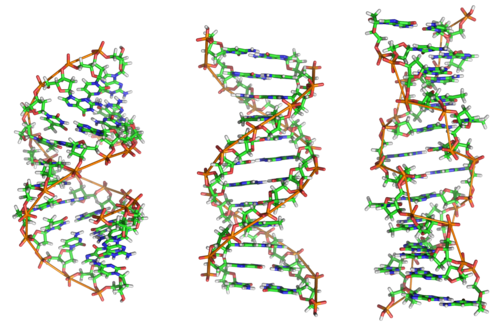 A-, B- and Z-DNA: structural models with 12 base pairs each (f. l. t. r.)