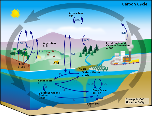 Schéma koloběhu uhlíku. Černá čísla ukazují, kolik uhlíku je uloženo v jednotlivých fázích v miliardách tun ("GtC" znamená gigatuny uhlíku a čísla byla zaznamenána kolem roku 2004). Fialová čísla ukazují, kolik uhlíku se každoročně přesune mezi jednotlivými fázemi. Sedimenty, jak jsou definovány v tomto diagramu, nezahrnují ~70 milionů GtC karbonátových hornin a kerogenu (dalších organických usazenin).