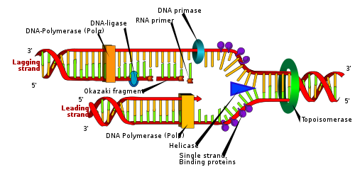 W widełkach replikacyjnych DNA bierze udział wiele enzymów.