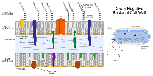 Структура на грам-отрицателната клетъчна стена