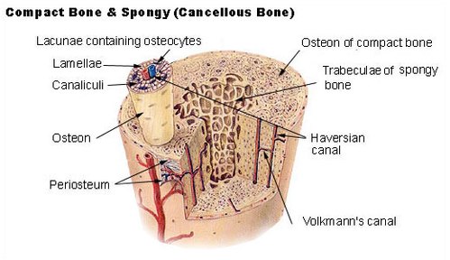 Schéma typické dlouhé kosti: znázorňuje kompaktní (kortikální) a houbovitou kost.