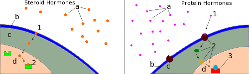Links : een steroïdhormoon (lipide) (1) komt een cel binnen (2) bindt aan een receptoreiwit (3) veroorzaakt mRNA-synthese, de eerste stap van de eiwitsynthese. Rechts: eiwithormonen (1) binden zich aan receptoren die (2) een transductieweg in gang zetten. (3) transcriptiefactoren worden geactiveerd in de kern: de eiwitsynthese begint. In beide diagrammen is a het hormoon, b het celmembraan, c het cytoplasma en d de kern.  