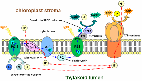 Reação fotossintética dependente da luz na membrana tiakoid