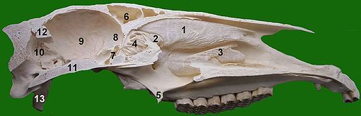 Sagittal section through a horse skull. 1 upper, 2 middle, 3 lower turbinate