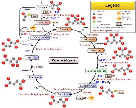 Resumen del ciclo del ácido cítrico