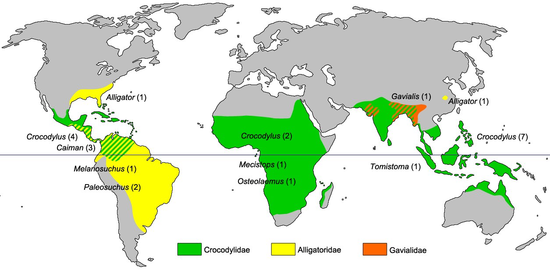 Distribution of representatives of the three families of crocodiles.