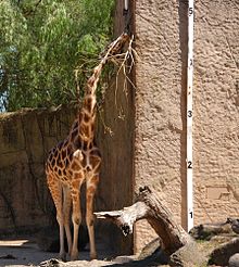 Deze giraffe is bijna 5 meter hoog