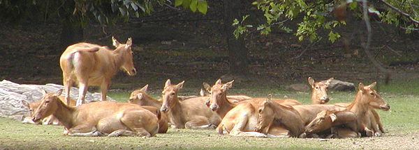 Un grupo descansando en el zoológico del Bronx  
