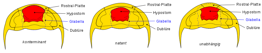 Arrangements of the hypostome on the underside of the cephalon
