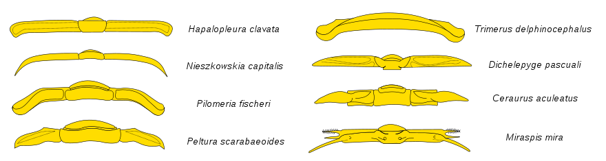 The rails of various species of trilobites