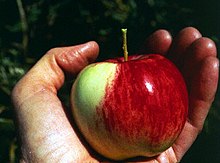 Vilda äpplen av Malus sieversii i Kazakstan  