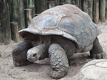 Želva obrovská Aldabra