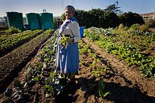 Groenten kweken in Zuid-Afrika  