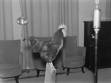 Een levende haan die werd gebruikt voor geluidseffecten in een radioprogramma in de jaren 30.  