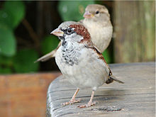 Sexual dimorphism in the house sparrow