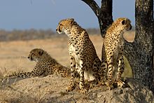 En grupp geparder i Sydafrika  