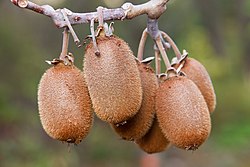Kiwifruit  
