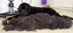 Een Newfoundland hond die naast zijn gekamde haar ligt.