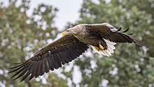 The white-tailed eagle, a protected bird of prey