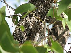 Tato sova Scops je na pozadí stromu téměř neviditelná.