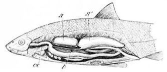 Posizionamento interno della vescica natatoria di un'alborellaS : anteriore, S': porzione posteriore della vescica d'ariaœ : œsophagus; l: passaggio d'aria della vescica d'aria