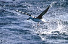 Ez a fekete szemöldökű albatrosz egy hosszúzsinórra akadt.