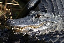 With the real alligators (Alligatorinae), here a Mississippi alligator, all lower jaw-teeth lie within (tongue-sided) the upper jaw-teeth-row.