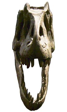 Odlitek lebky alosaura v Muzeu přírodovědy v Berlíně v čelním pohledu