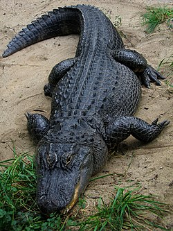 En alligator  