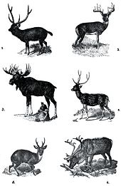 Different antler types of deer
