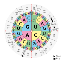 A representation of the genetic code (code sun): In the sequence from the inside to the outside, a base triplet of the mRNA (read from 5' to 3') is here assigned one of the twenty canonical amino acids or a stop codon is marked.