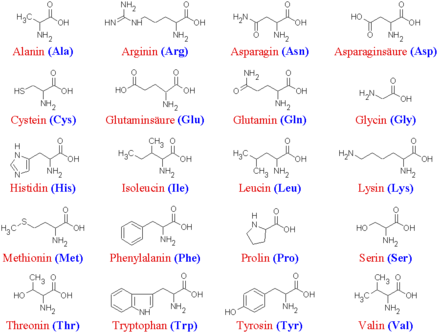 Simplified structural formulas of 20 natural α-amino acids, without configuration information.