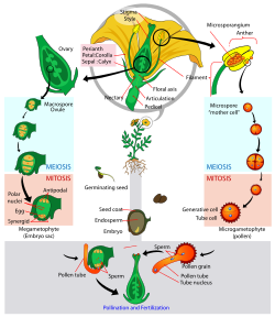 Levenscyclus van angiospermen