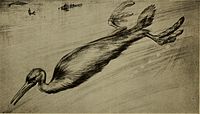 J.M. Gleeson's restoration of Hesperornis swimming, 1902