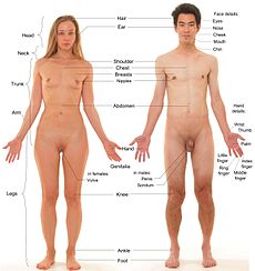 A anatomia dos seres humanos femininos e masculinos. Estes modelos tiveram os pêlos do corpo e do rosto removidos e os pêlos da cabeça aparados.