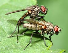 Seksuelt samvær mellem to fluer Samleje med menneskelig penis fra siden, hvor kvinden har det ene ben oppe for at lette penetrationen  