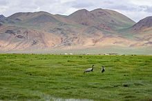 Maiden cranes can be observed frequently, especially in northwestern Mongolia.