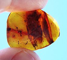 Formiche fossilizzate nell'ambra del Baltico
