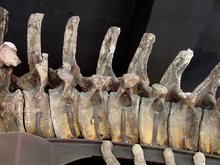 Kręgi ogonowe okazu FMNH P25112, pokazujące doły pneumatyczne (otwory)