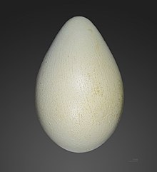 Huevo  
