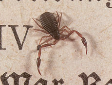 Skorpion książkowy (Chelifer cancroides) na wierzchu otwartej książki