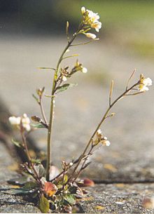 Die Ackerschmalwand (Arabidopsis thaliana) wird durch blaues bis UV-Licht reguliert (plantphys.net)