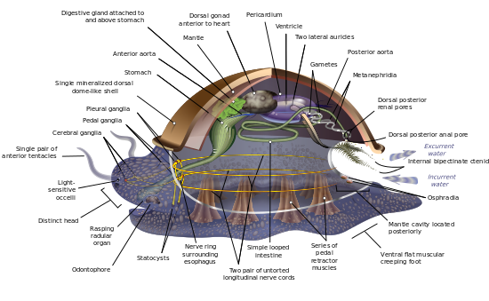 Schemat anatomiczny hipotetycznego przodka mięczaka