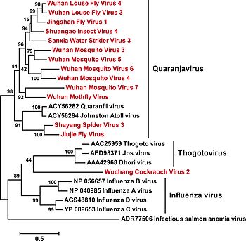 Phylogenetic tree of Orthomyxoviridae with confirmed and proposed representatives (black and red, respectively).
