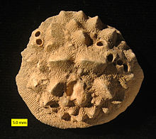 Aspidiscus cristatus do Cenomanian (Cretáceo Superior) do sul de Israel; vista oral