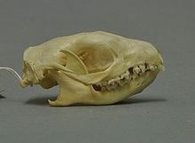 Skull of a white-bellied urchin (Atelerix albiventris)