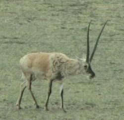 Tibetanska antilopa ali Chiru