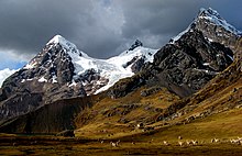 Стада лами (алпаки) по склона на планината Ausangate  